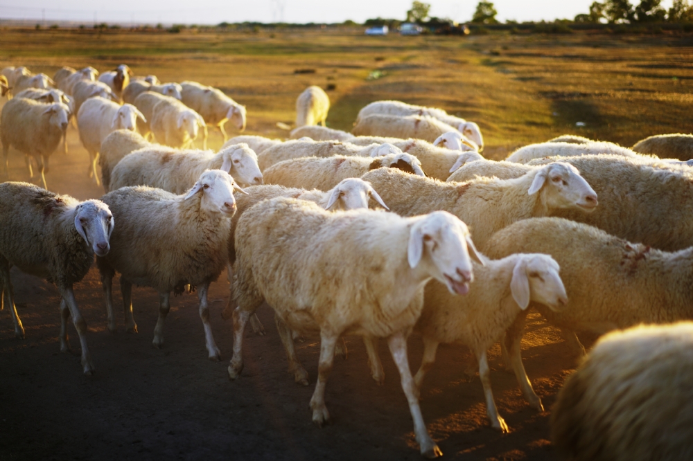 重新定义好羊肉,雁门关外谷草羔羊